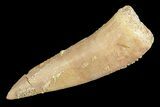 Fossil Fish (Enchodus) Fangs - Small Size - Photo 2